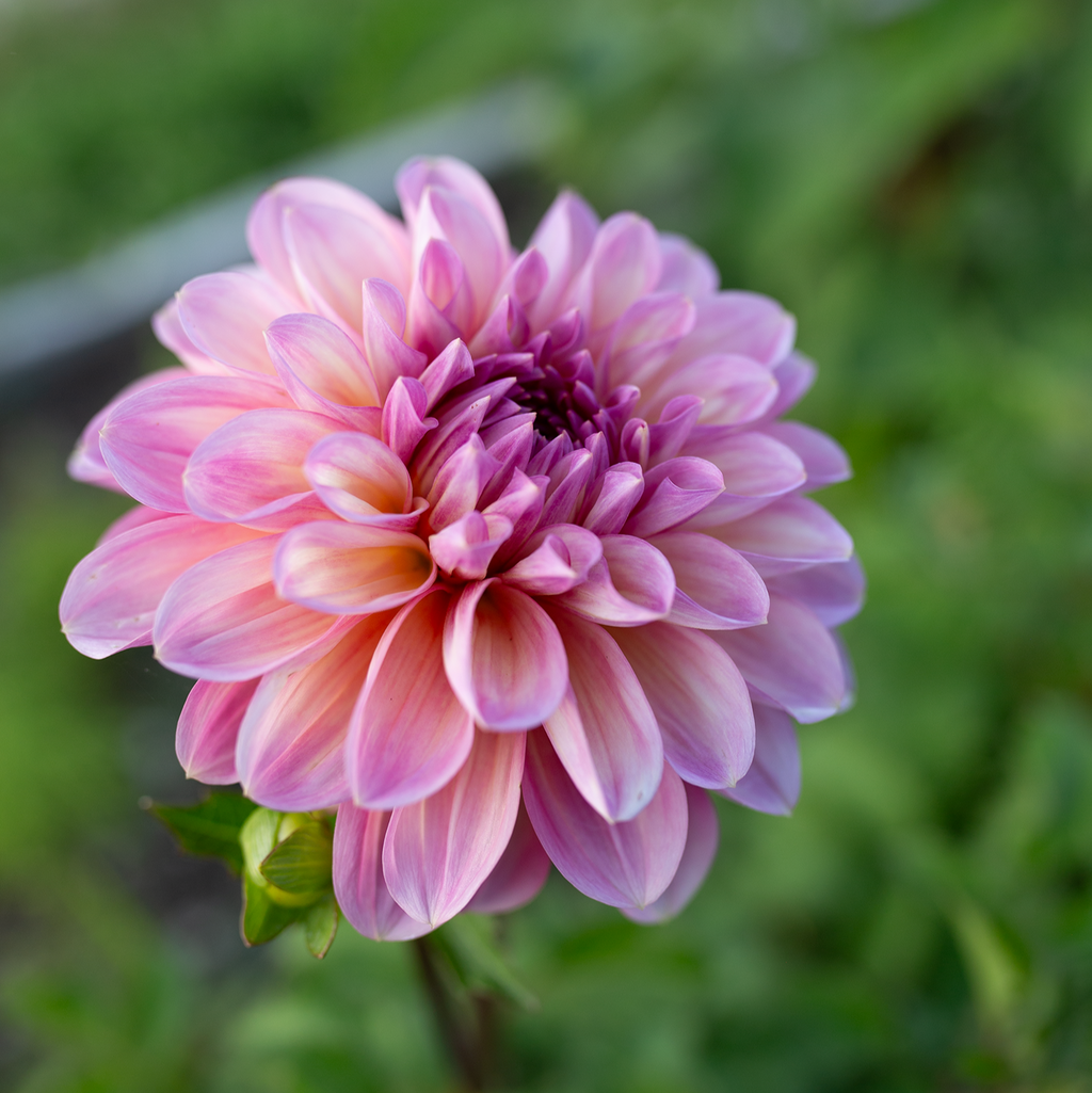 Dahlia 'Cameo Peach'