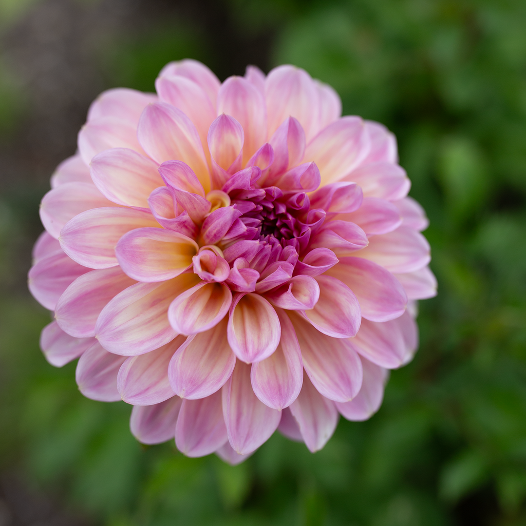 Dahlia 'Cameo Peach'