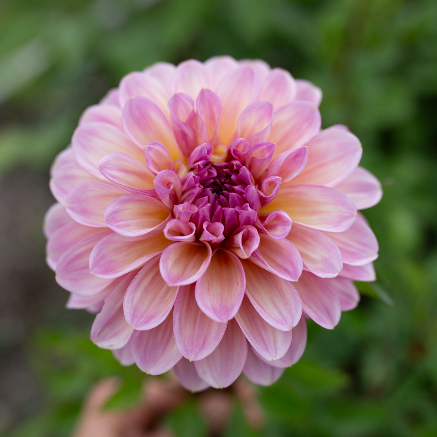 Dahlia 'Cameo Peach'
