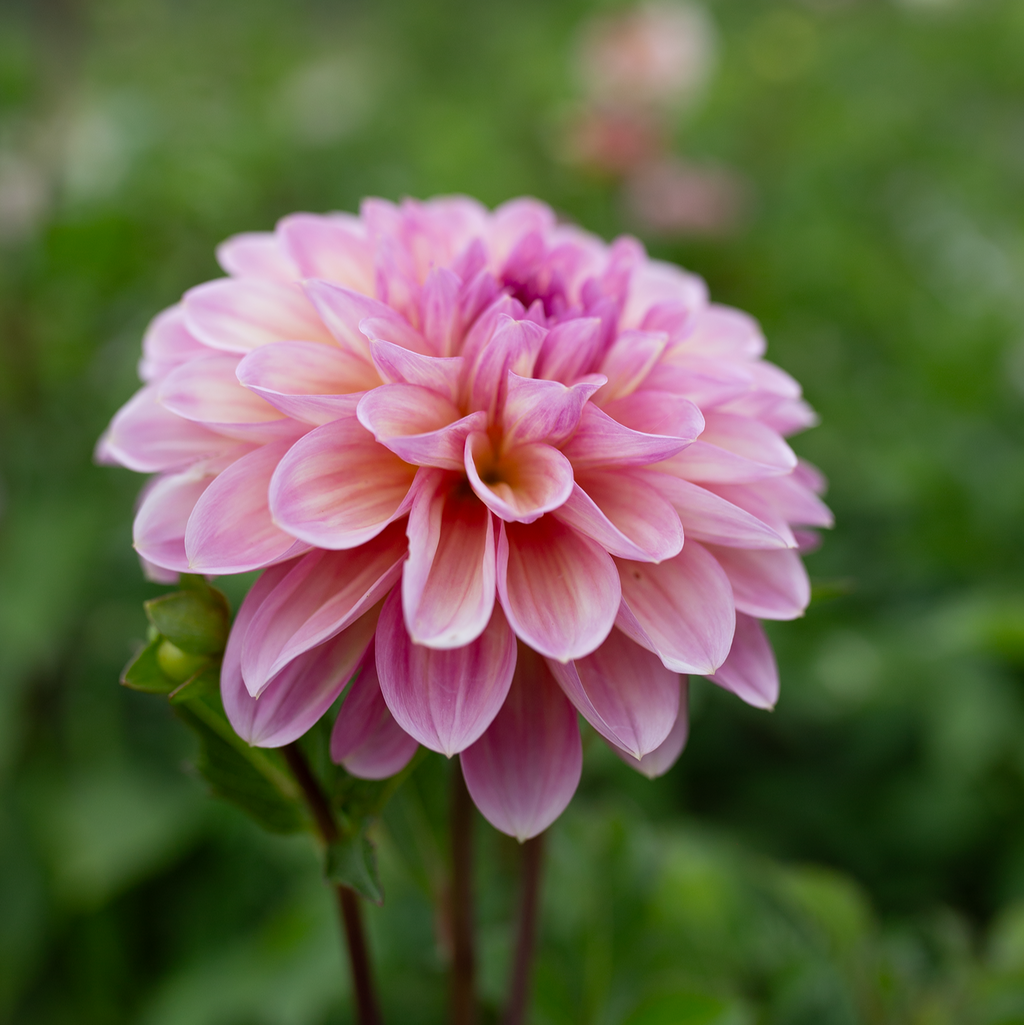 Dahlia 'Cameo Peach'