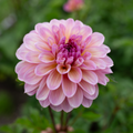 Dahlia 'Cameo Peach'