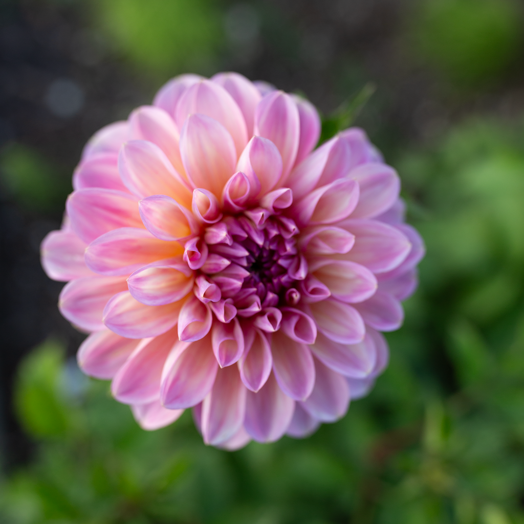 Dahlia 'Cameo Peach'