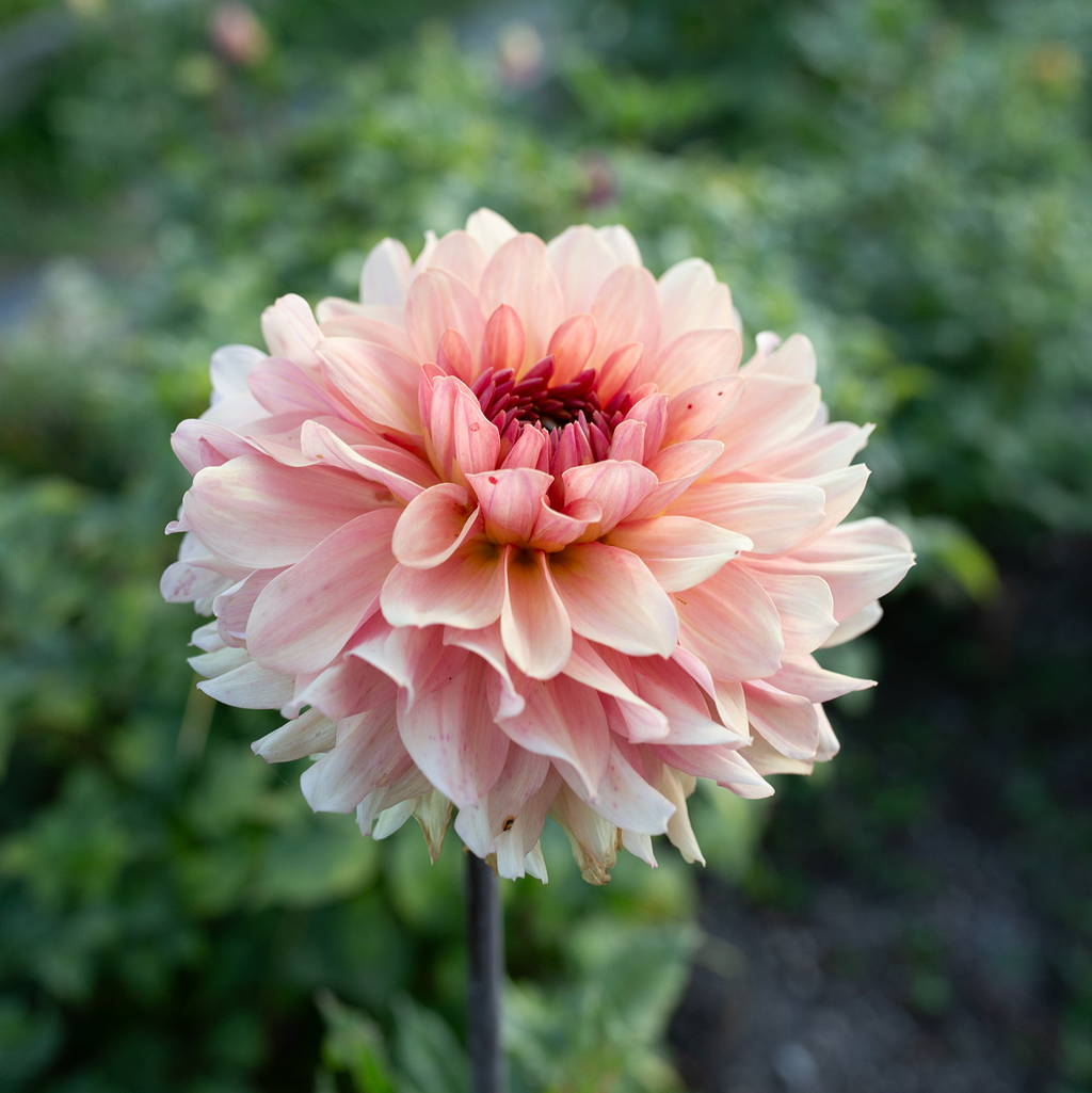 Dahlia 'Cara Elizabeth'