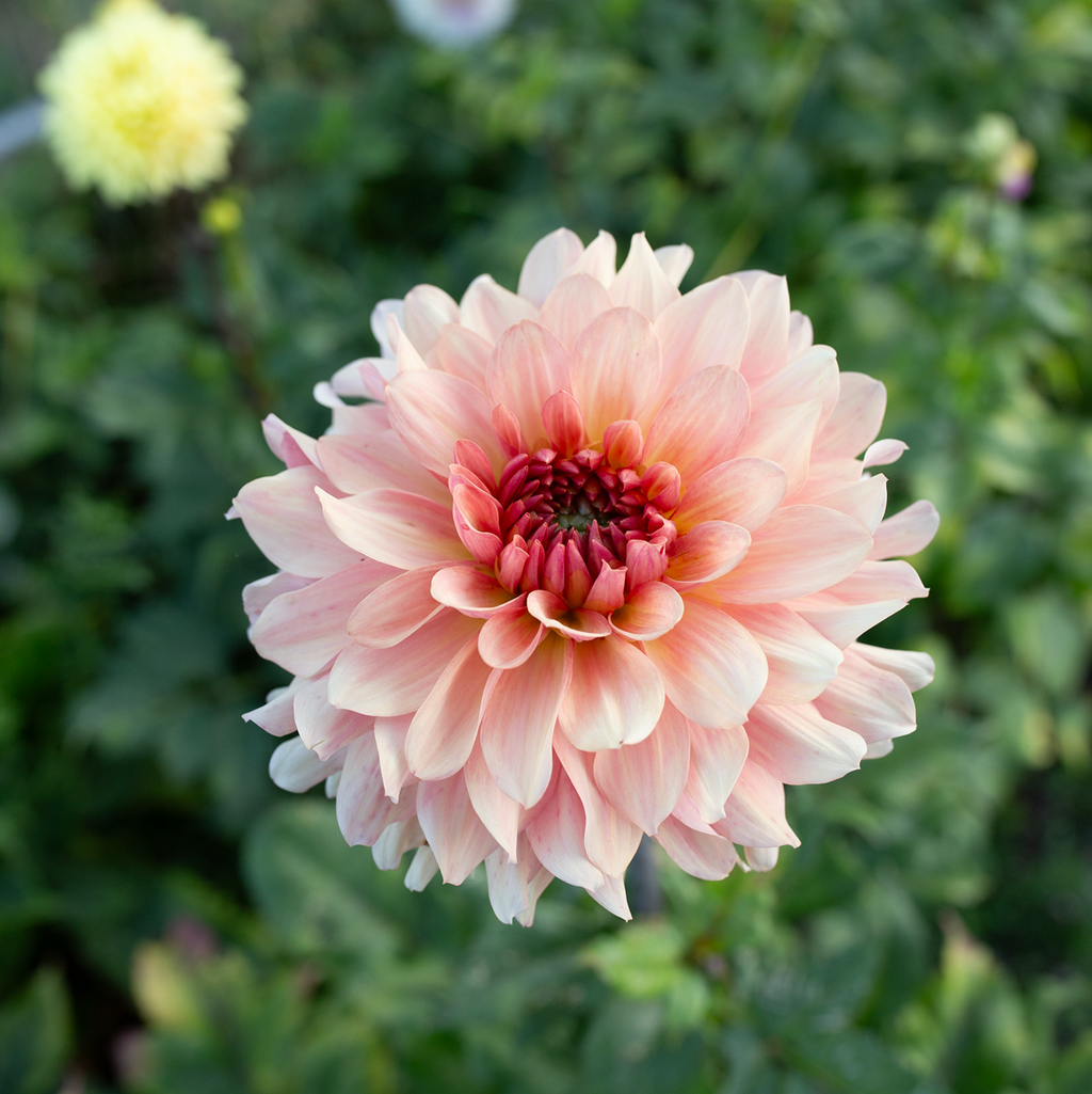 Dahlia 'Cara Elizabeth'