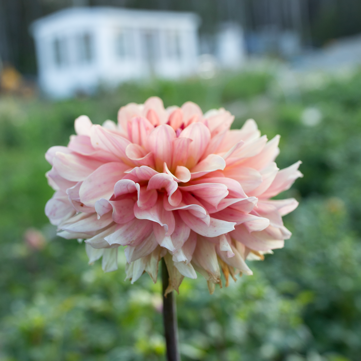Farm Grown Dahlia Tubers | Shipping Canada Wide! – Page 2