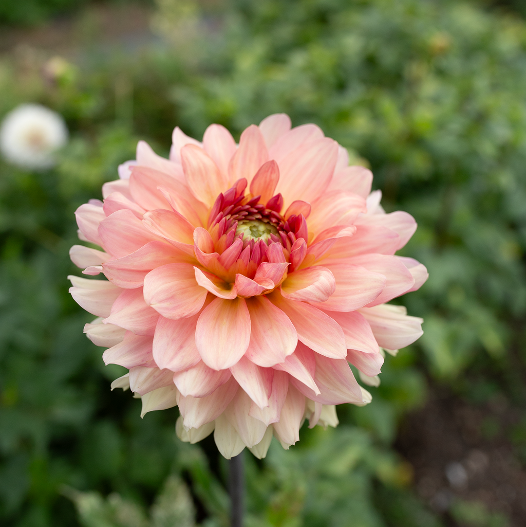Dahlia 'Cara Elizabeth'