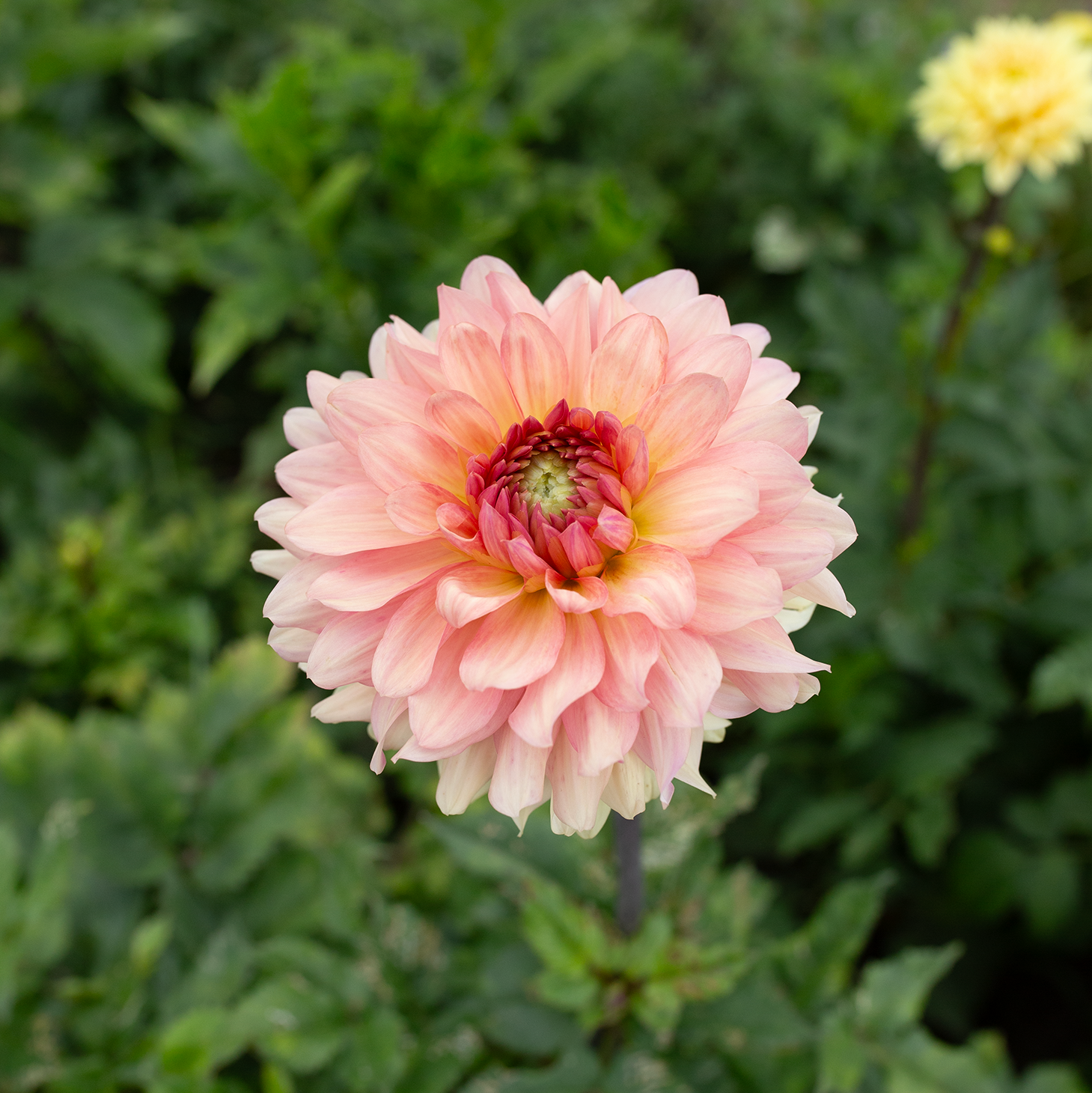 Dahlia 'Cara Elizabeth'