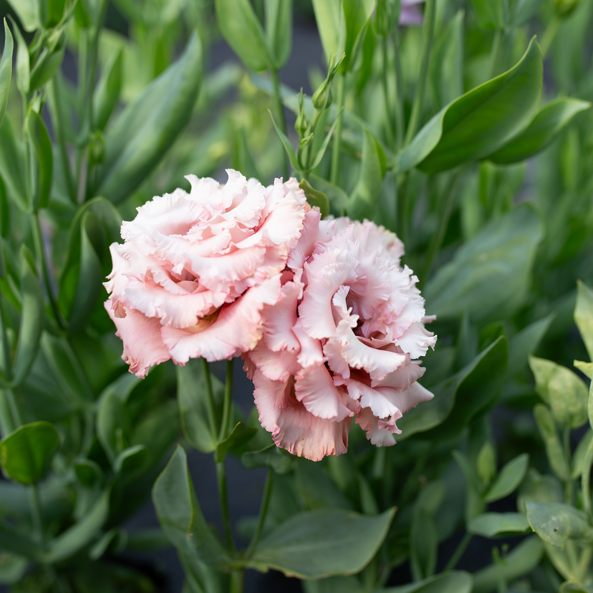 Lisianthus 'Rouge'