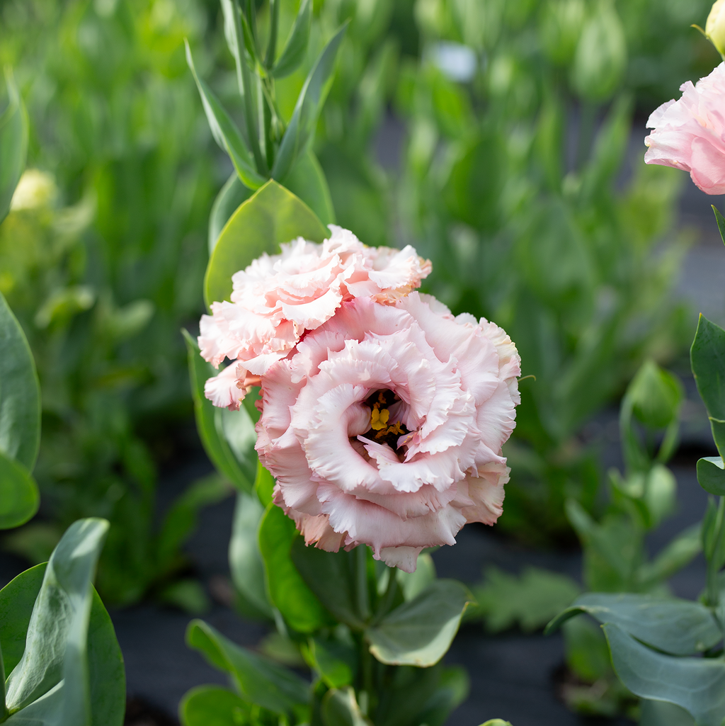 Lisianthus 'Rouge'