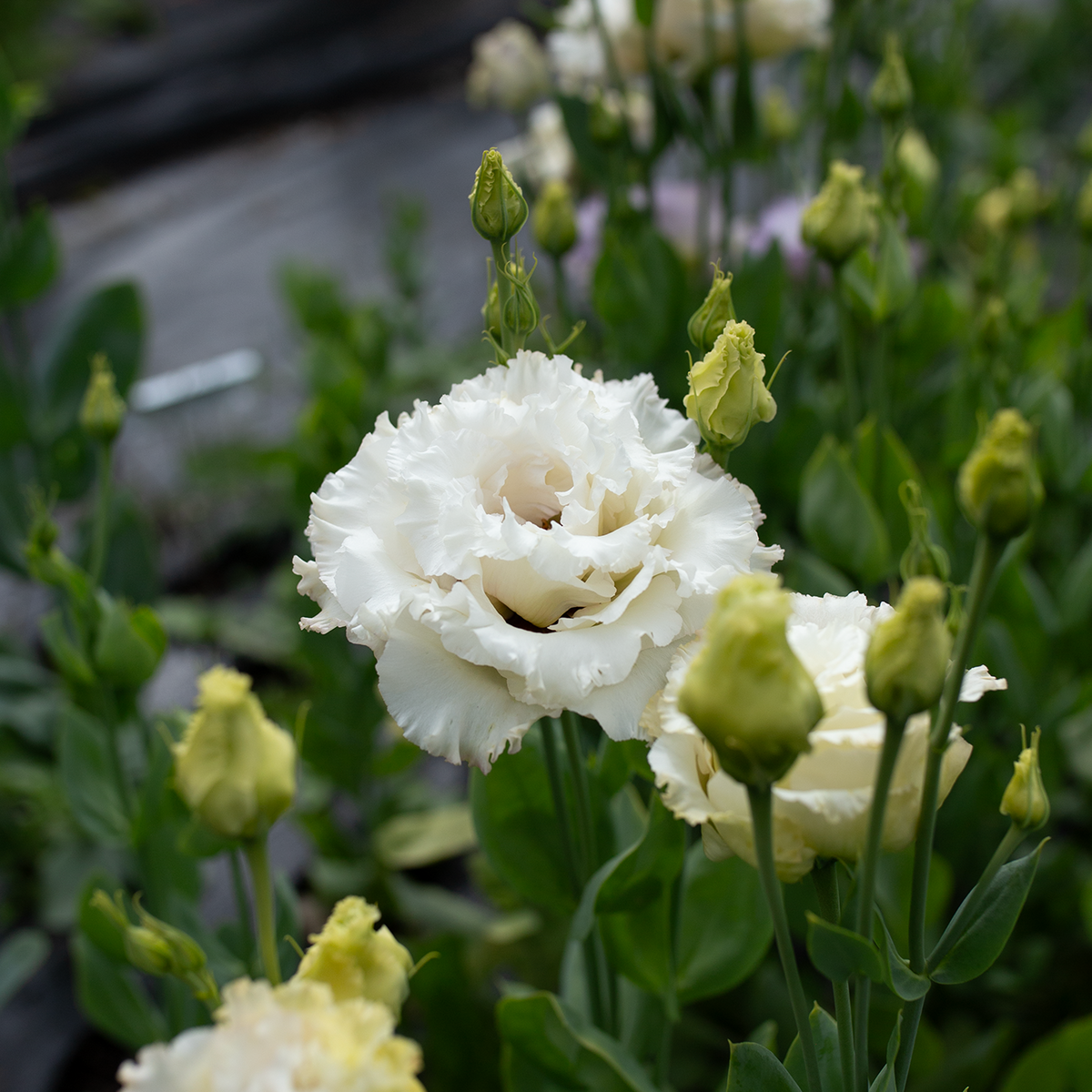 Lisianthus 'Vanilla'