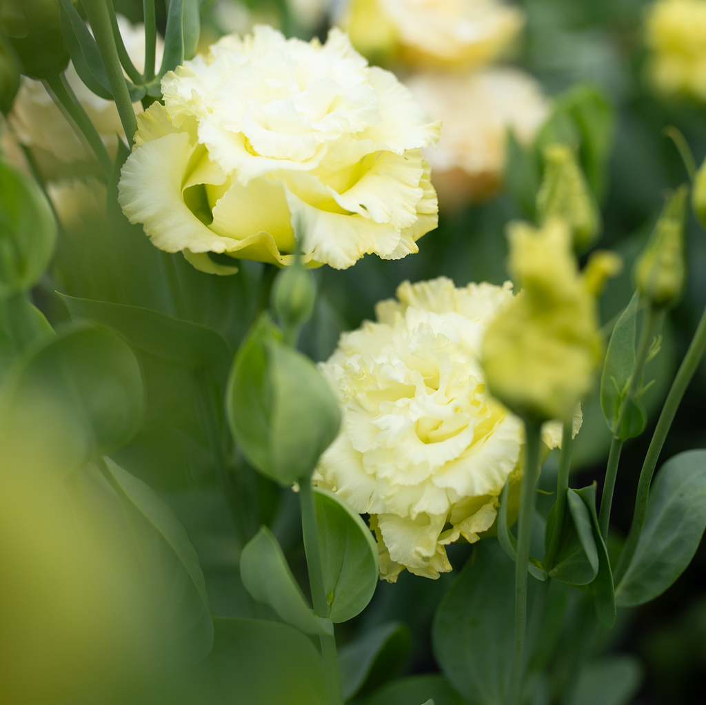 Lisianthus 'Gold'