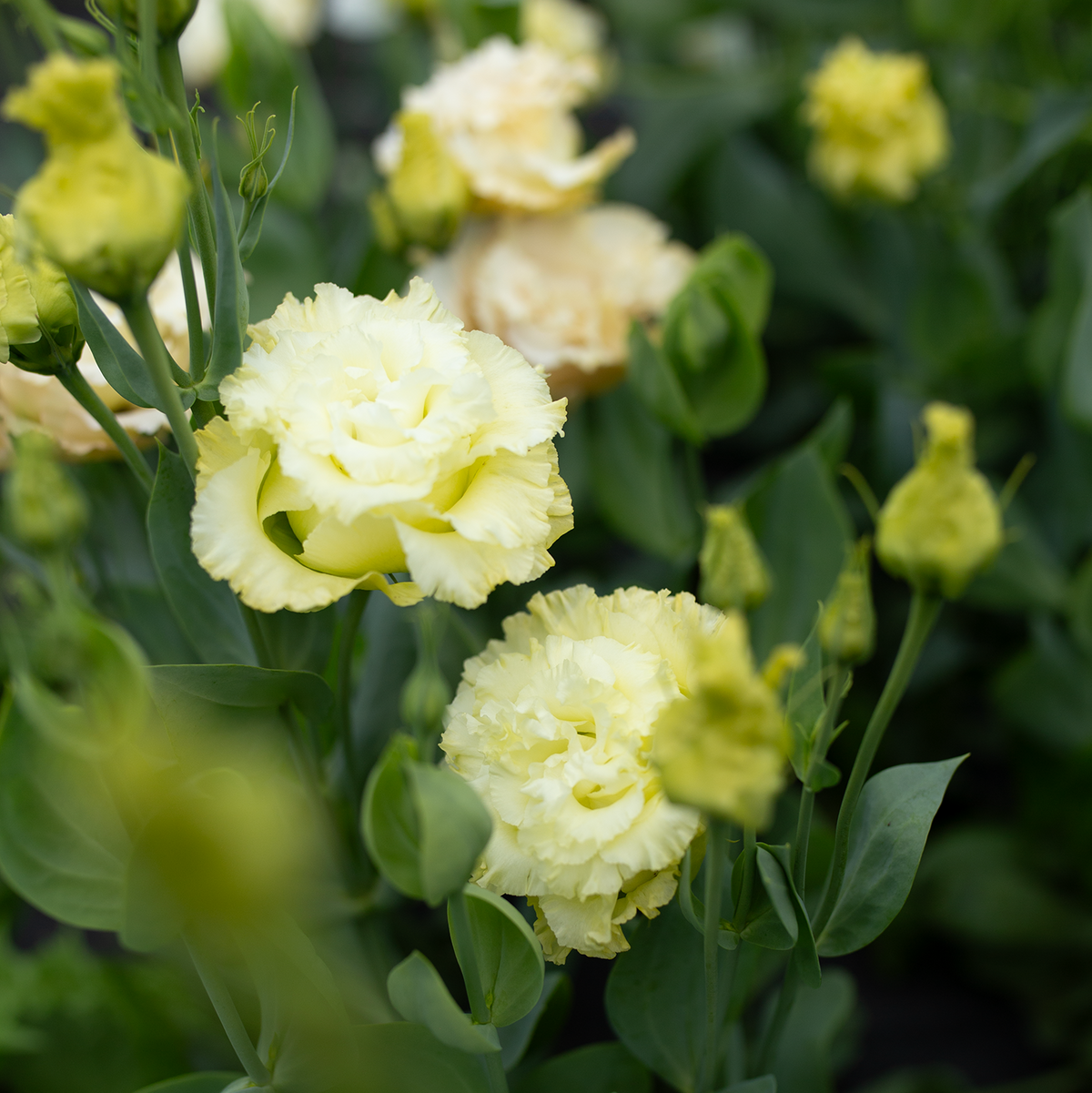 Lisianthus 'Gold'
