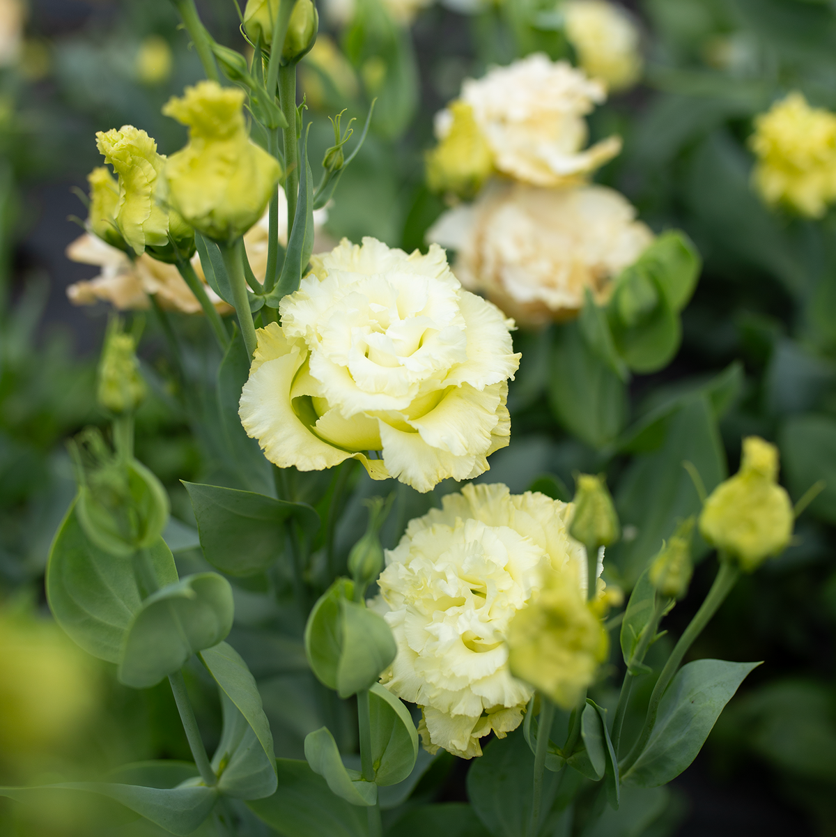 Lisianthus 'Gold'