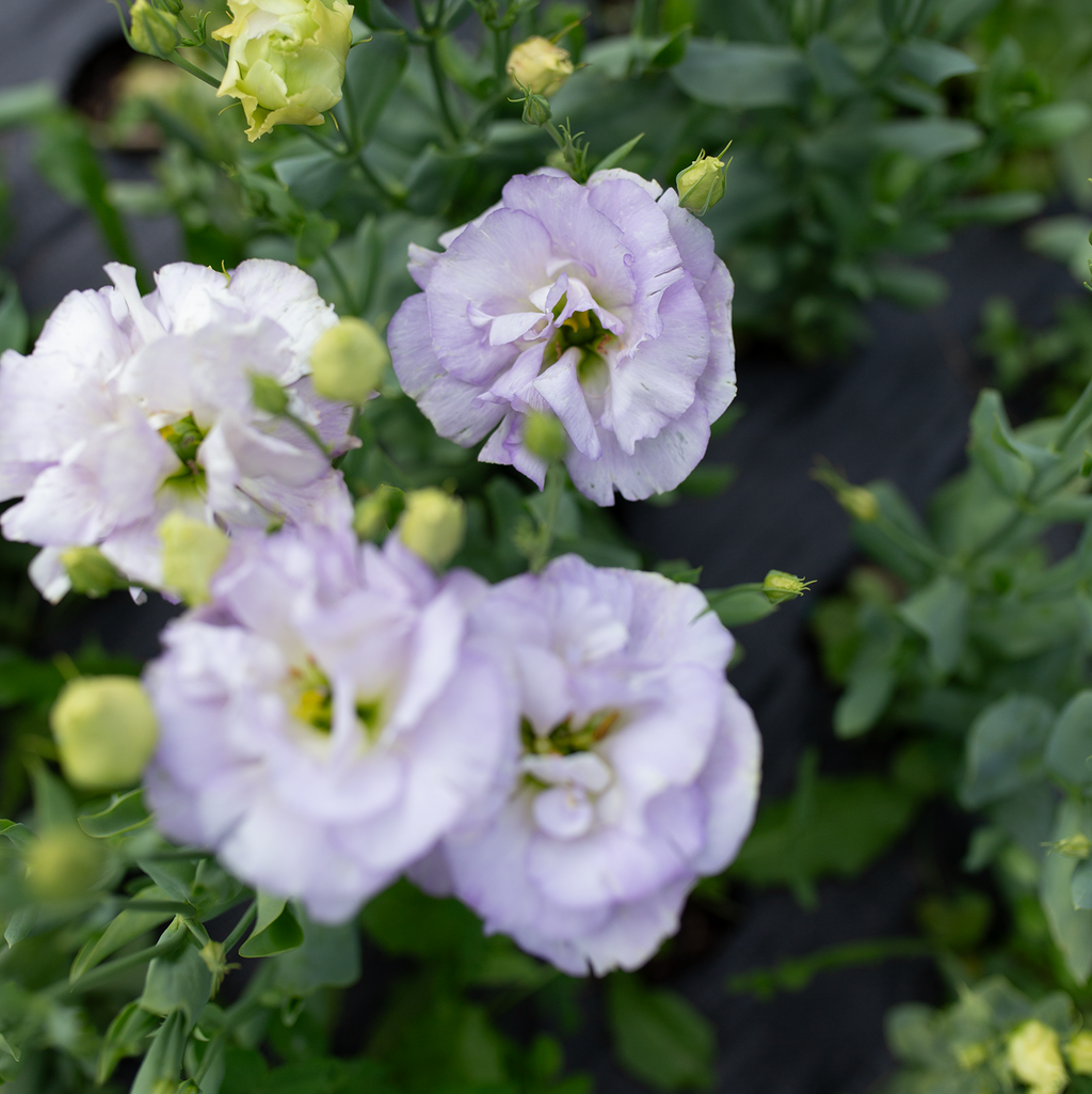 Lisianthus 'Orchid'