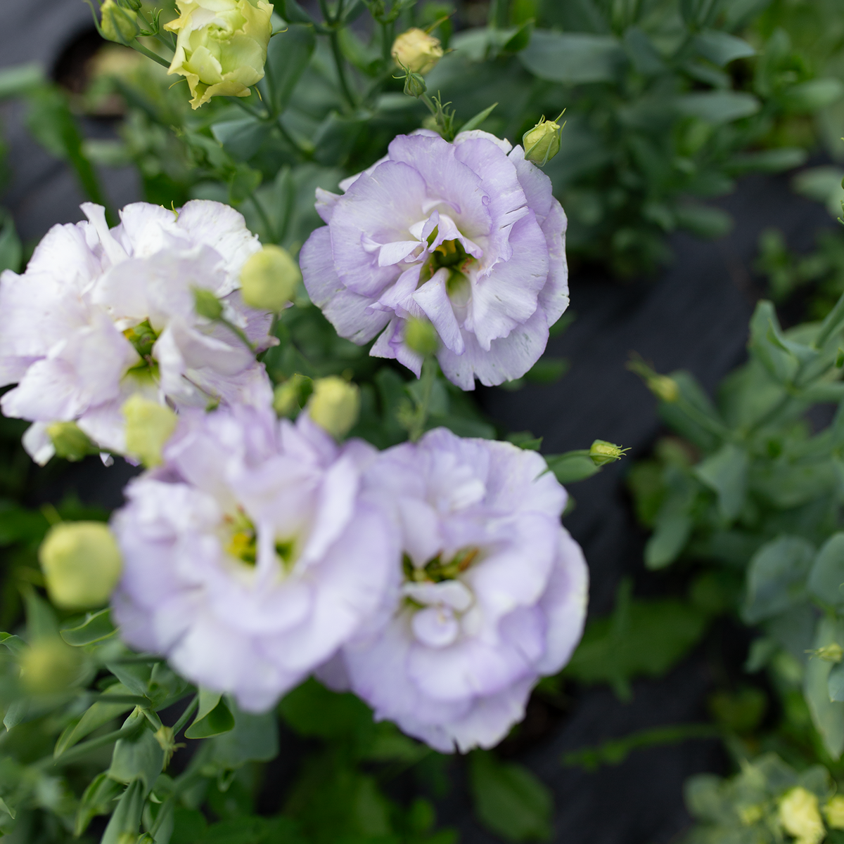 Lisianthus 'Orchid'