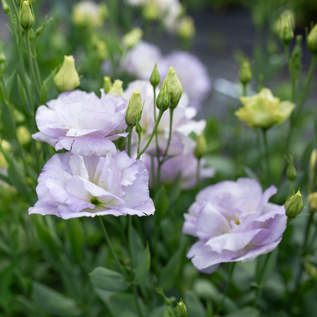 Lisianthus 'Orchid'