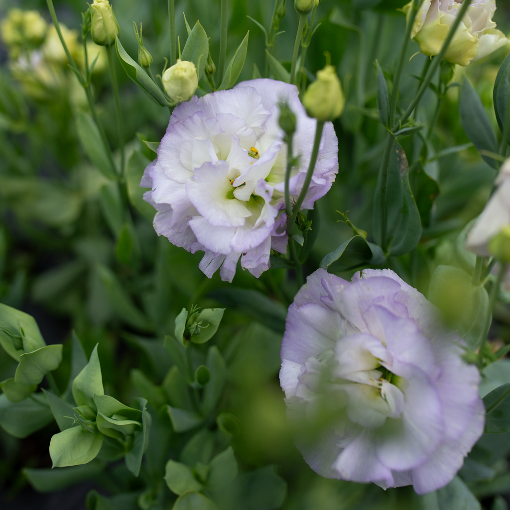 Lisianthus 'Orchid'