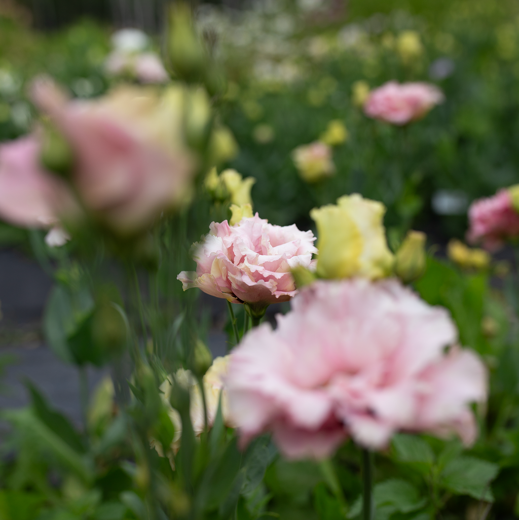 Lisianthus 'Rouge'