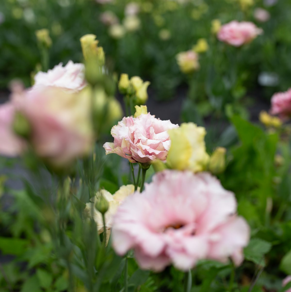 Lisianthus 'Rouge'
