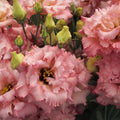 Lisianthus 'Salmon Pink'
