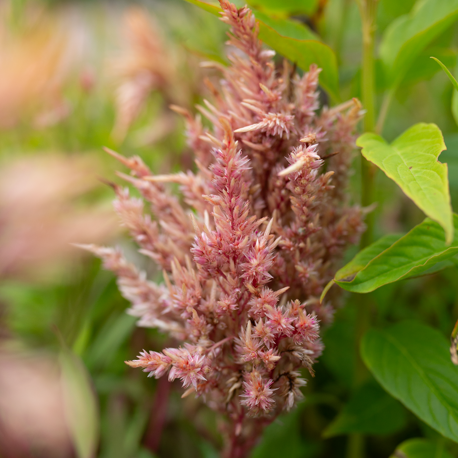 Celosia 'Sunset Serenade'