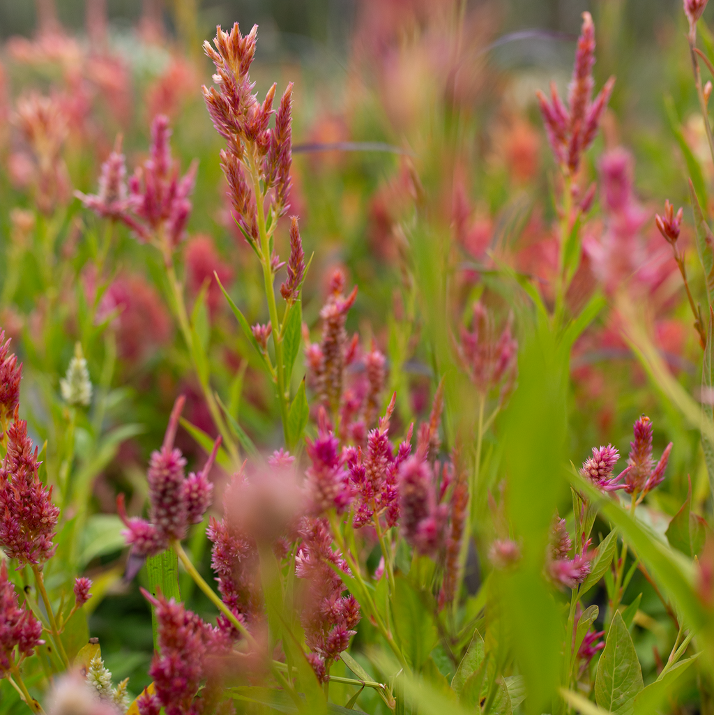 Celosia 'Sunset Serenade'