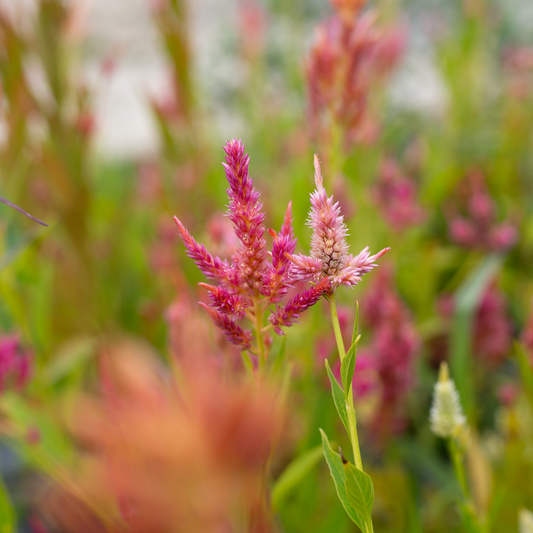 Celosia 'Sunset Serenade'
