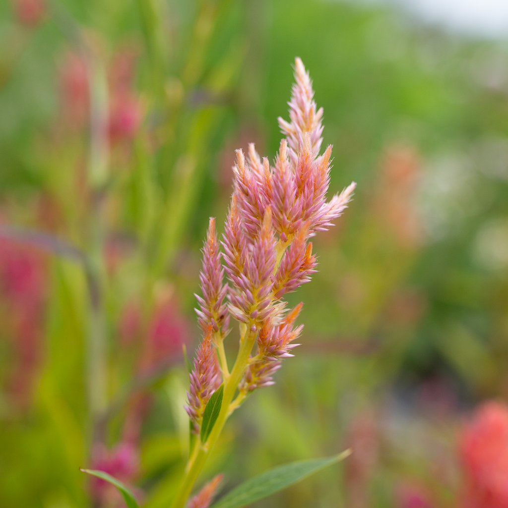 Celosia 'Sunset Serenade'