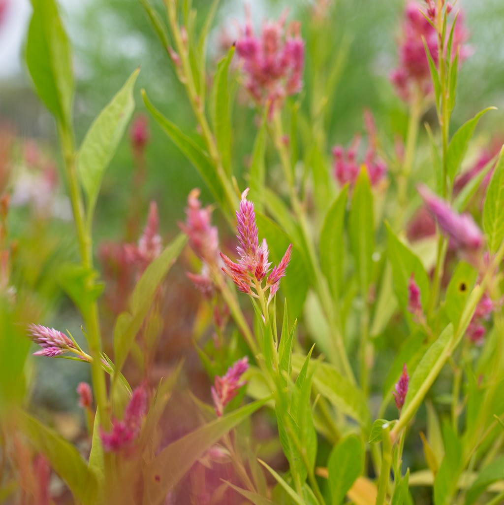 Celosia 'Sunset Serenade'