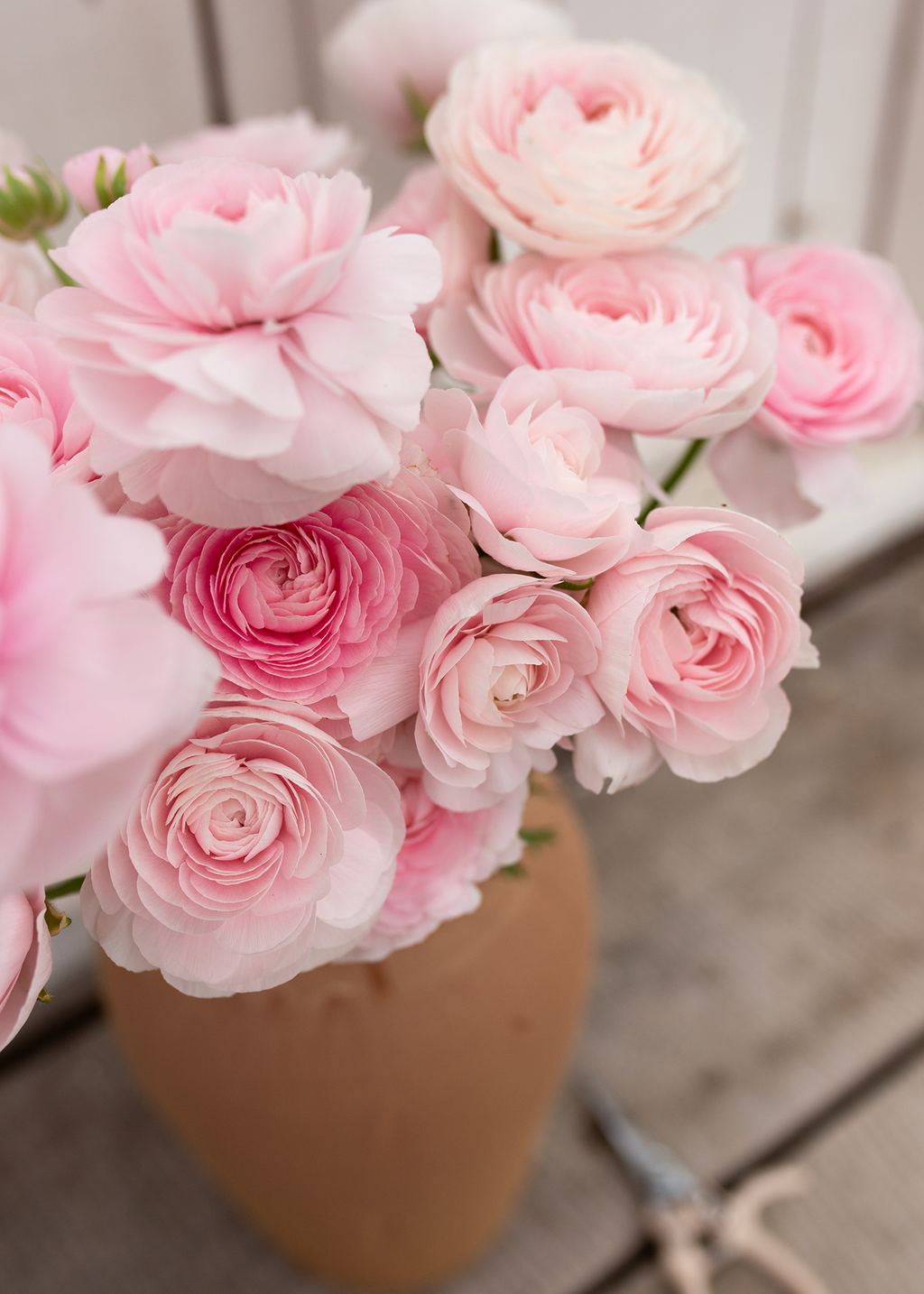 Ranunculus 'Chamallow'