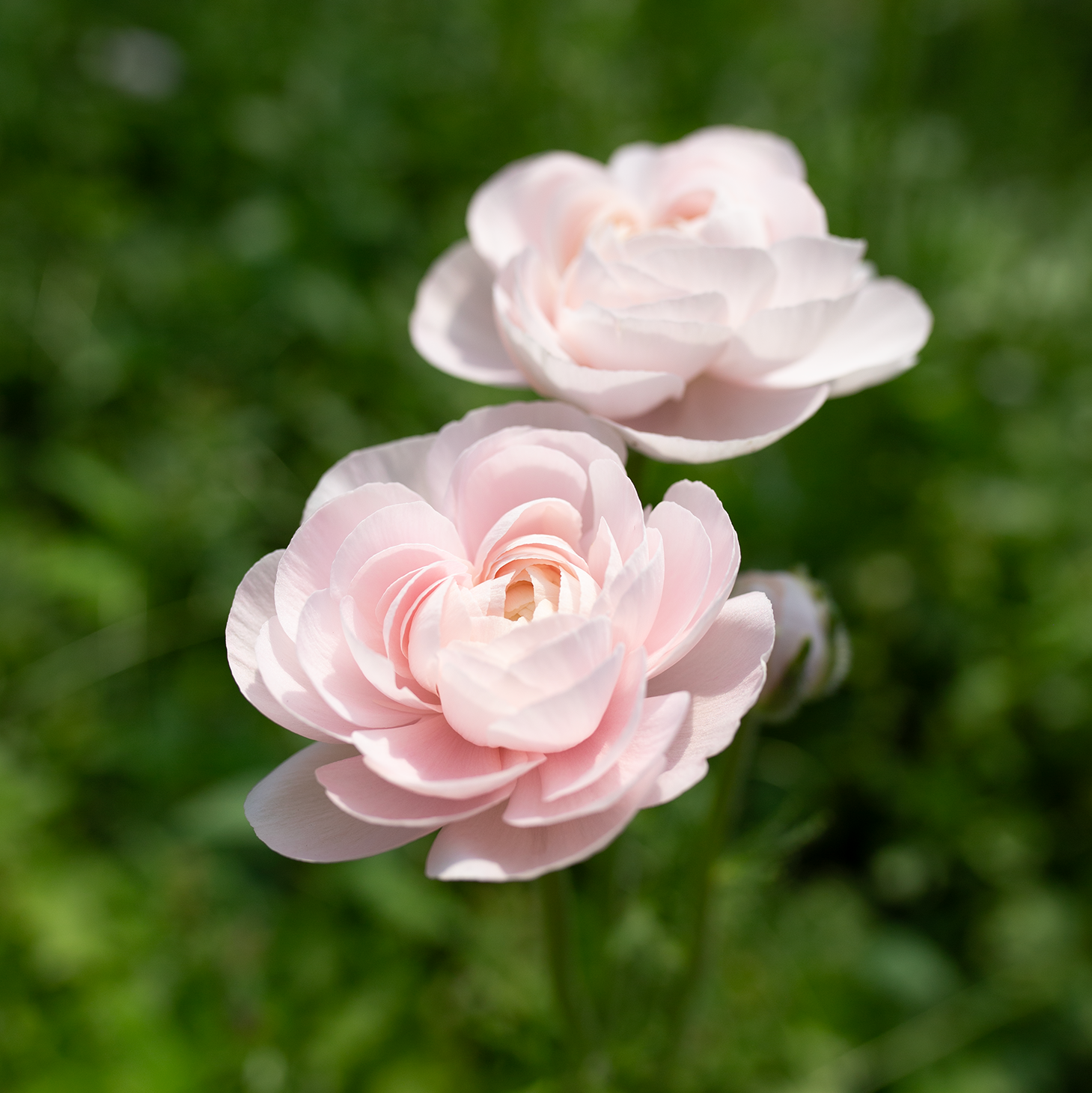 Ranunculus 'Chamallow'