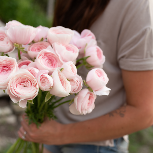 Ranunculus 'Chamallow' – Fleurelle Flower Farm