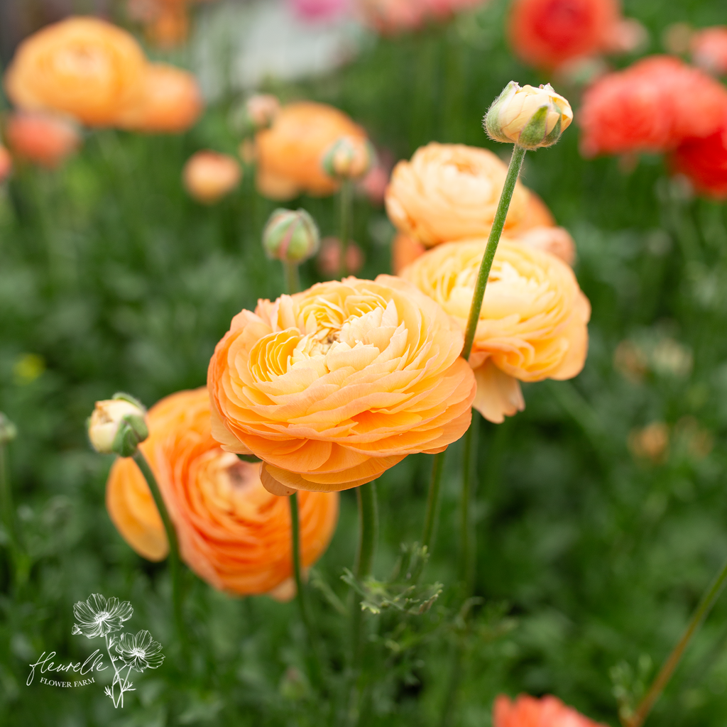 Champagne Ranunculus Ranunculus 'Champagne' – Fleurelle Flower Farm