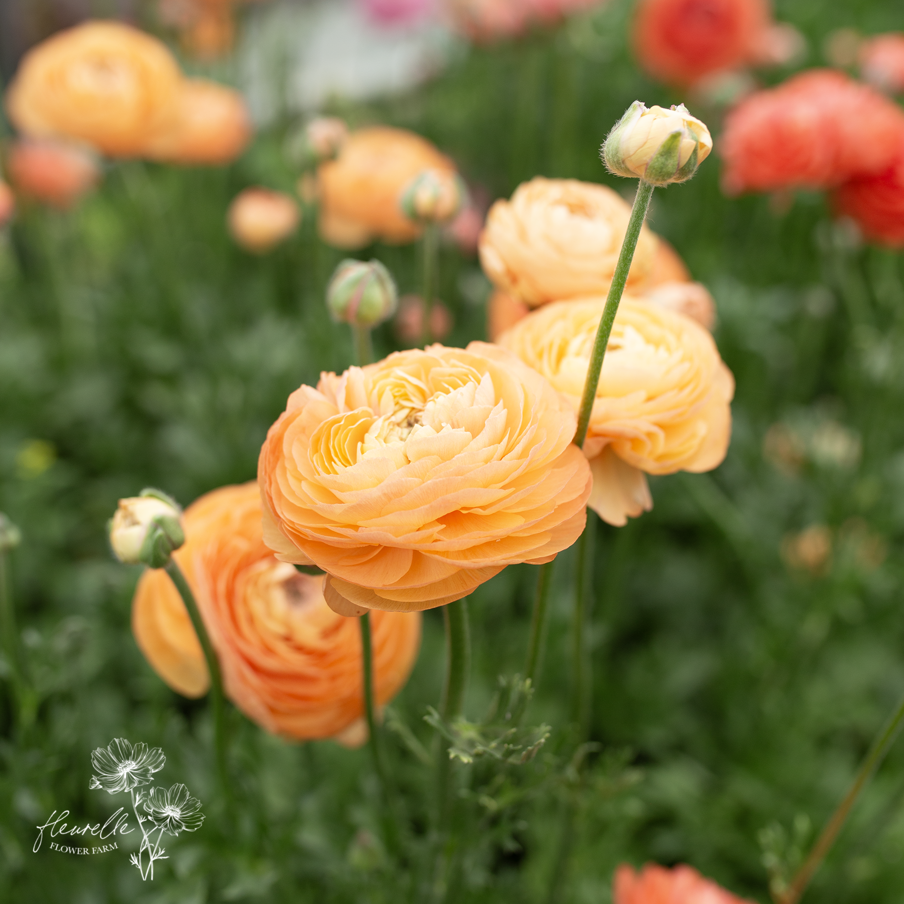 Ranunculus 'Champagne'