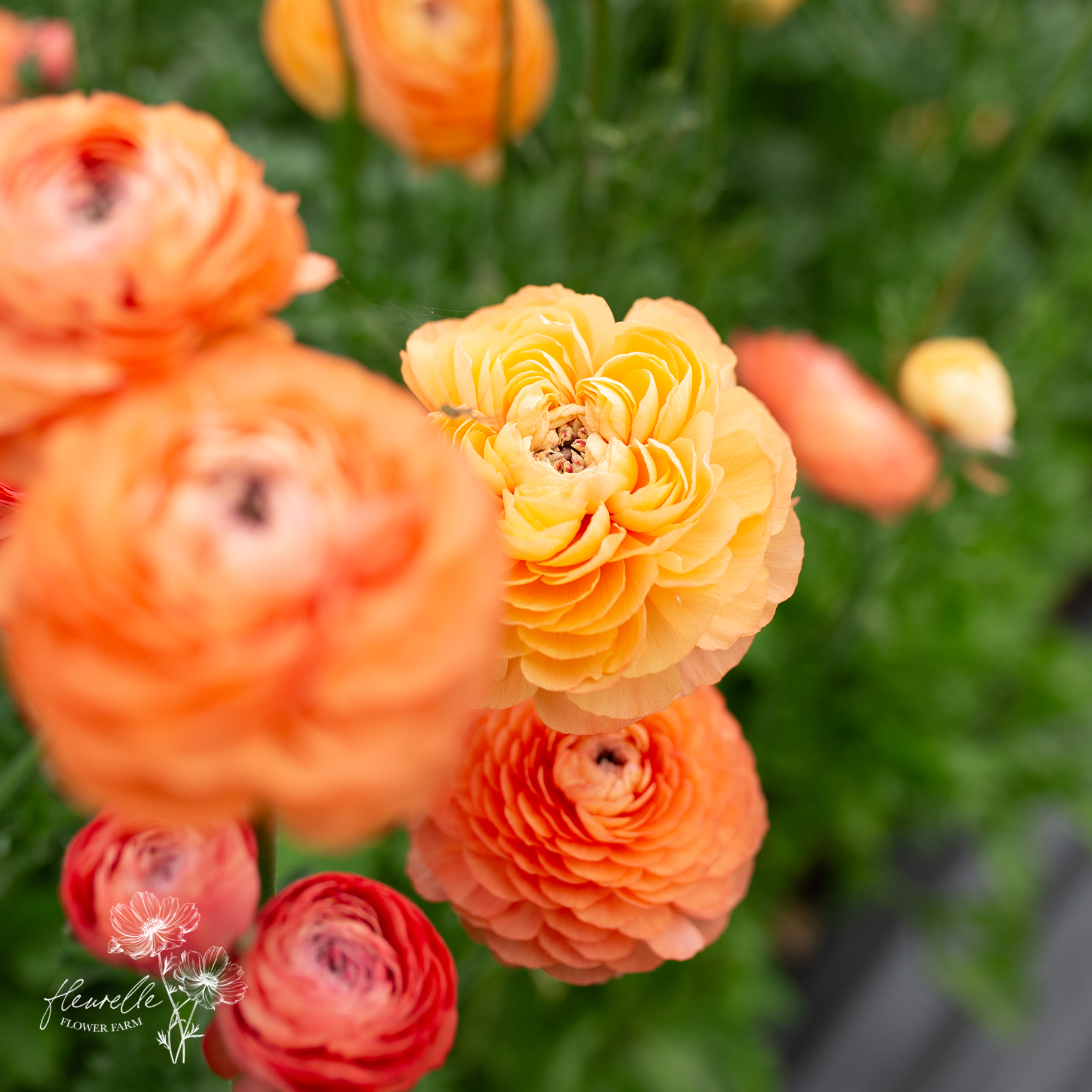 Ranunculus 'Champagne'