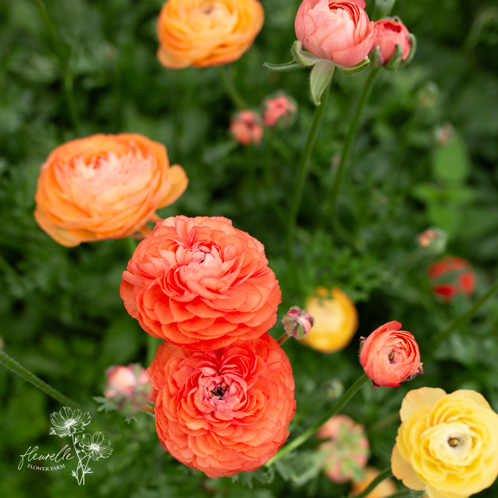 Champagne Ranunculus Ranunculus 'Champagne' – Fleurelle Flower Farm