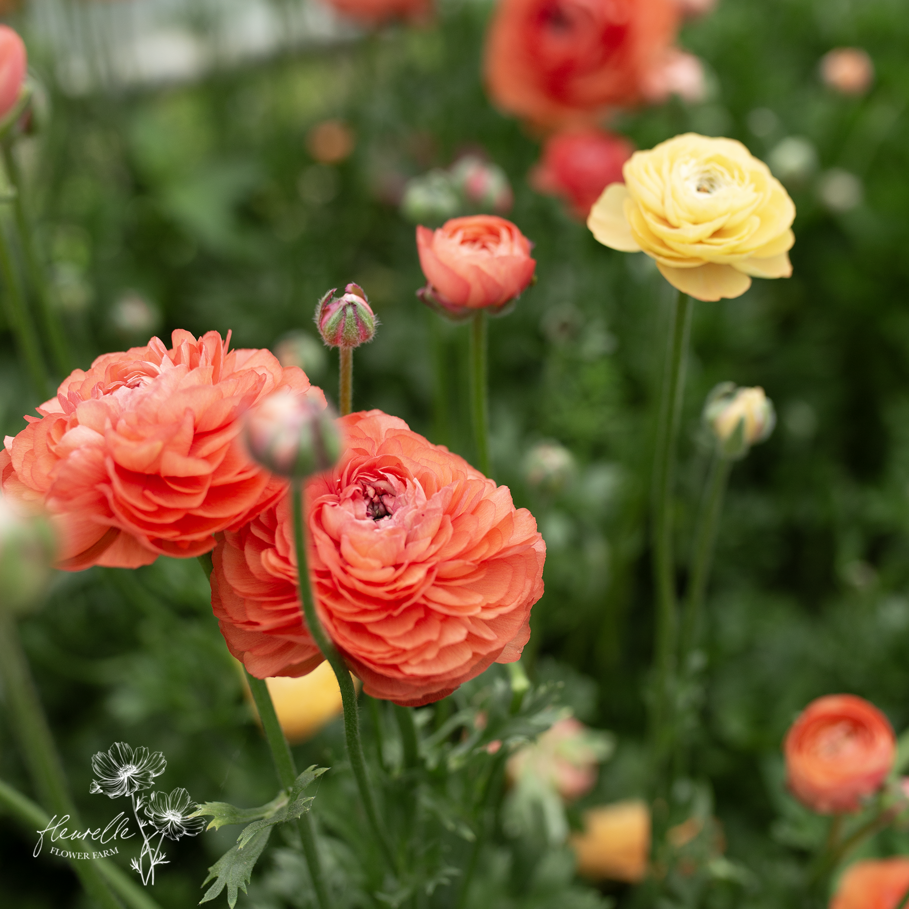 Ranunculus 'Champagne'