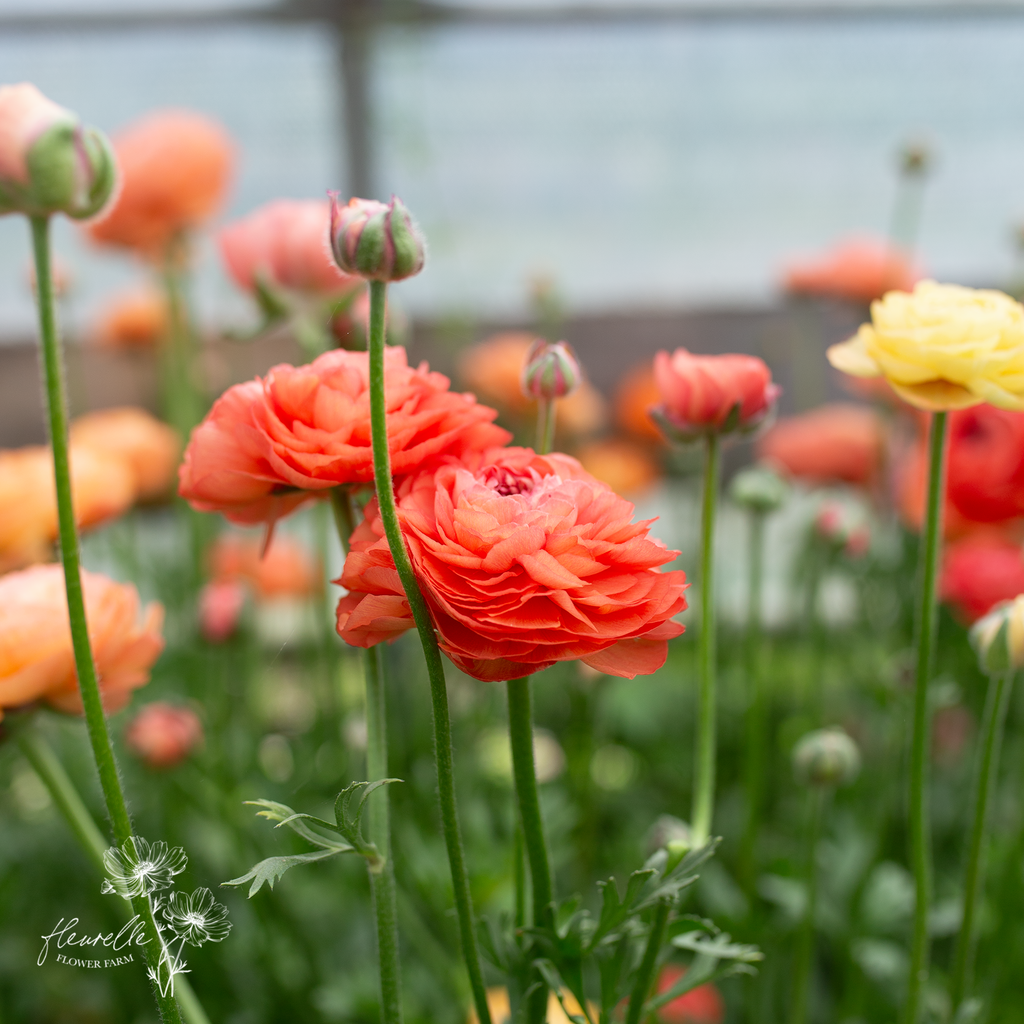 Champagne Ranunculus Ranunculus 'Champagne' – Fleurelle Flower Farm