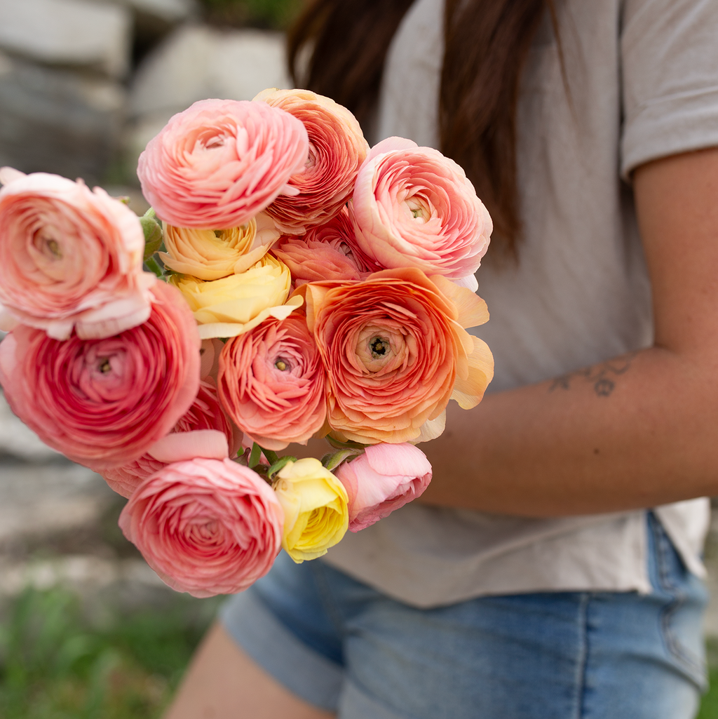 Ranunculus 'Champagne'