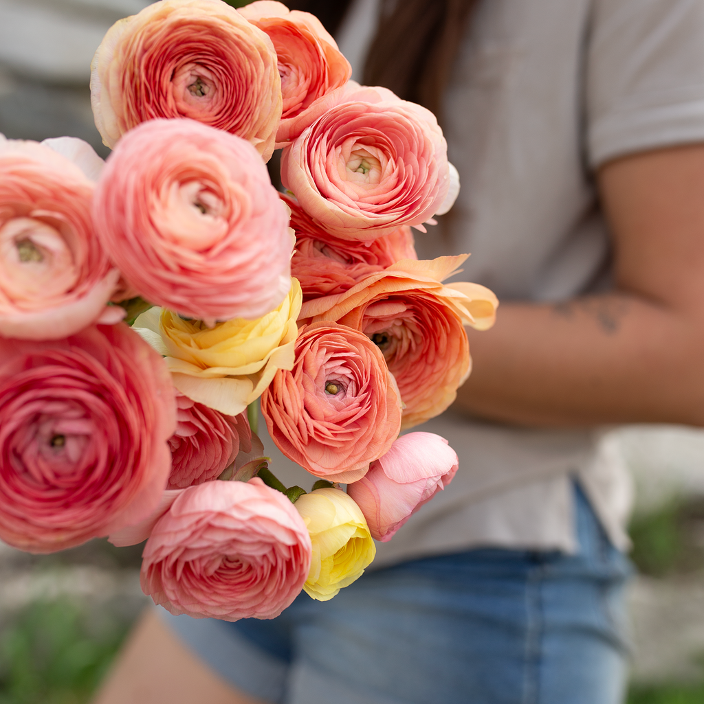 Ranunculus 'Champagne'