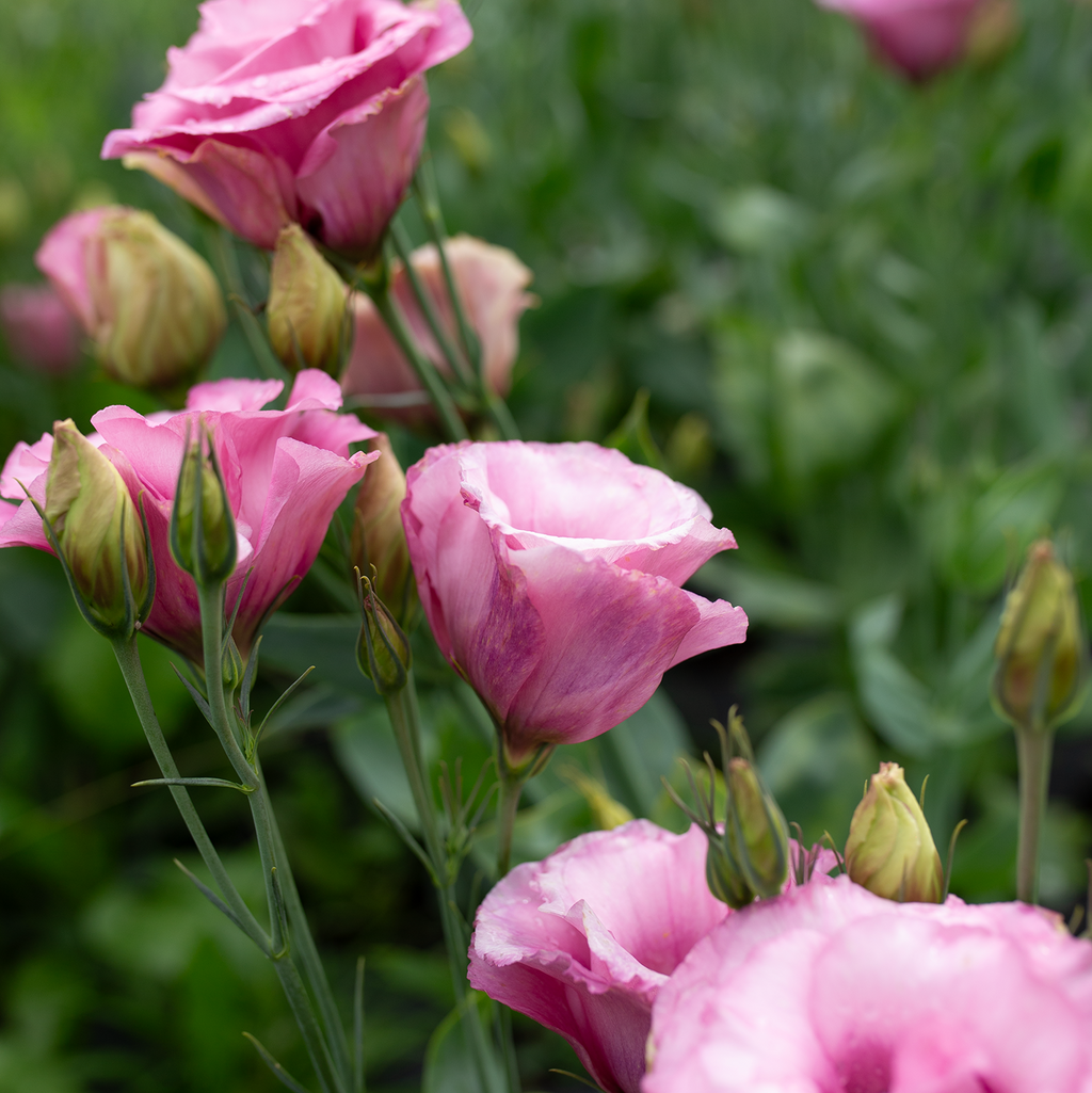 Lisianthus 'Cherry Sorbet'