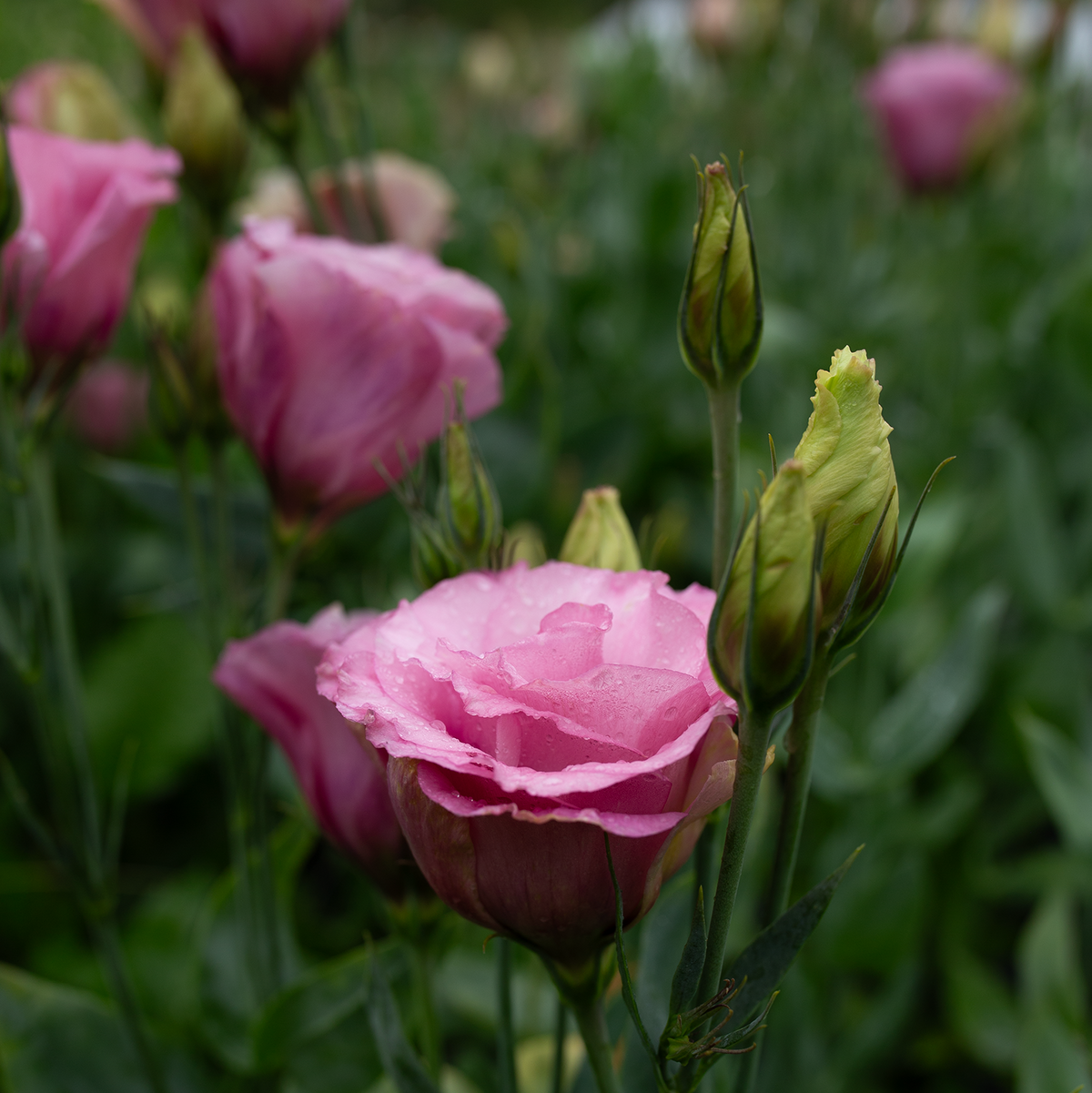 Lisianthus 'Cherry Sorbet'