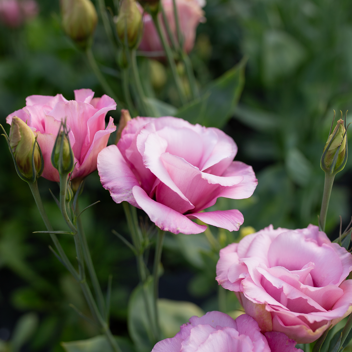 Lisianthus 'Cherry Sorbet'