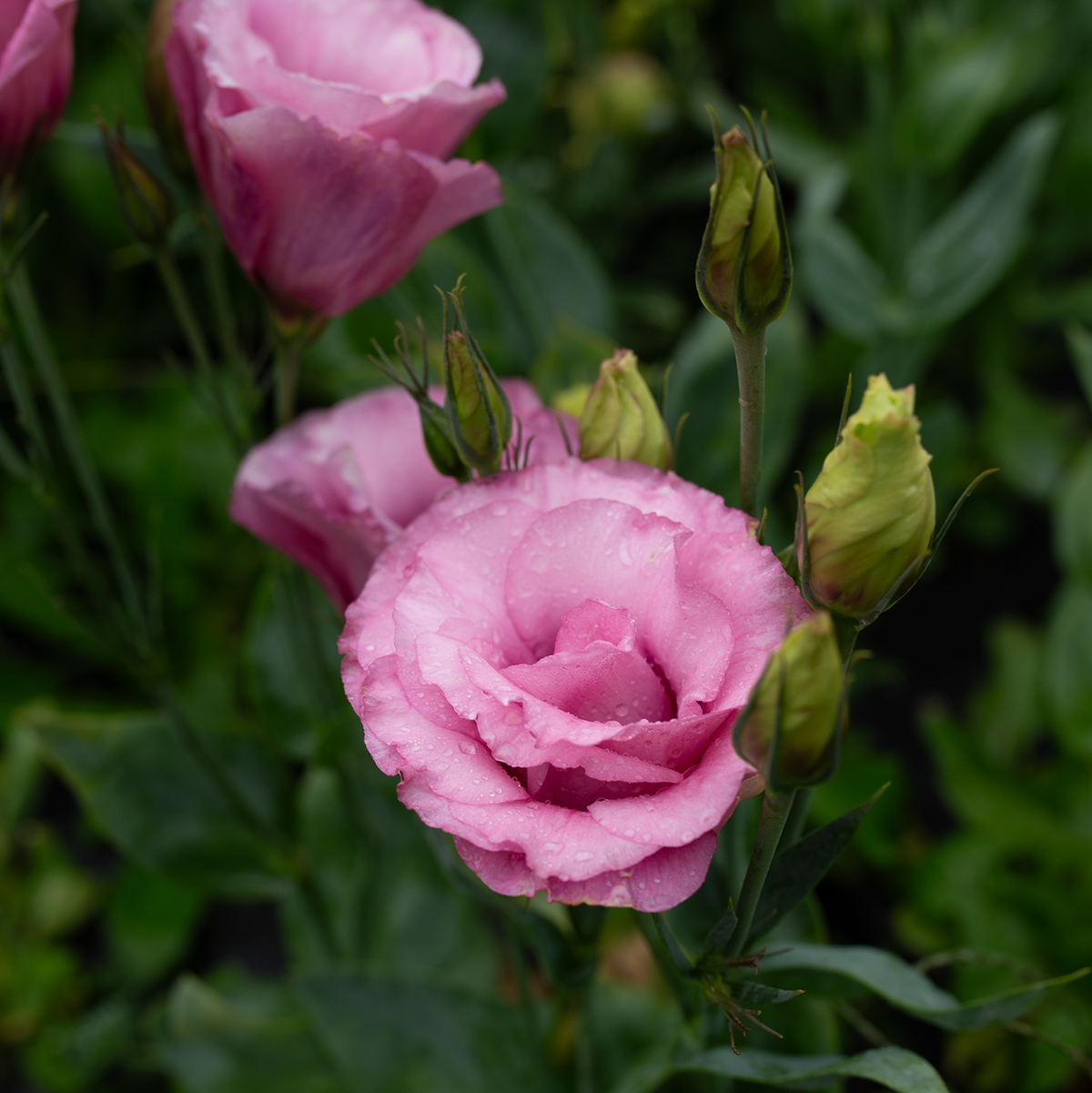 Lisianthus 'Cherry Sorbet'