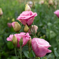 Lisianthus 'Cherry Sorbet'