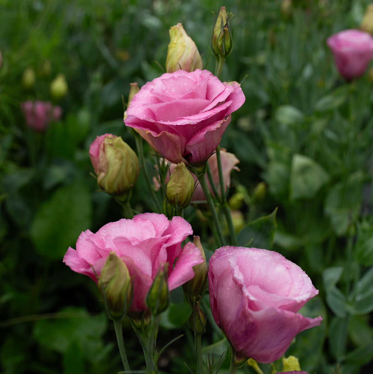 Lisianthus 'Cherry Sorbet'