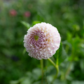 Dahlia 'Chimicum Davi'