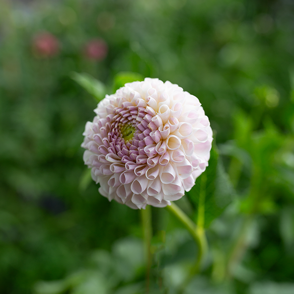 Dahlia 'Chimicum Davi'