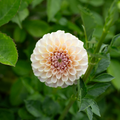 Dahlia 'Cinder Rose'
