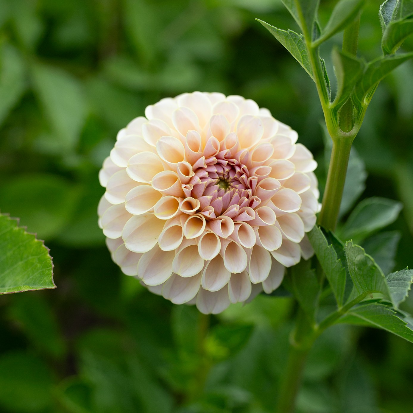 Dahlia 'Cinder Rose'